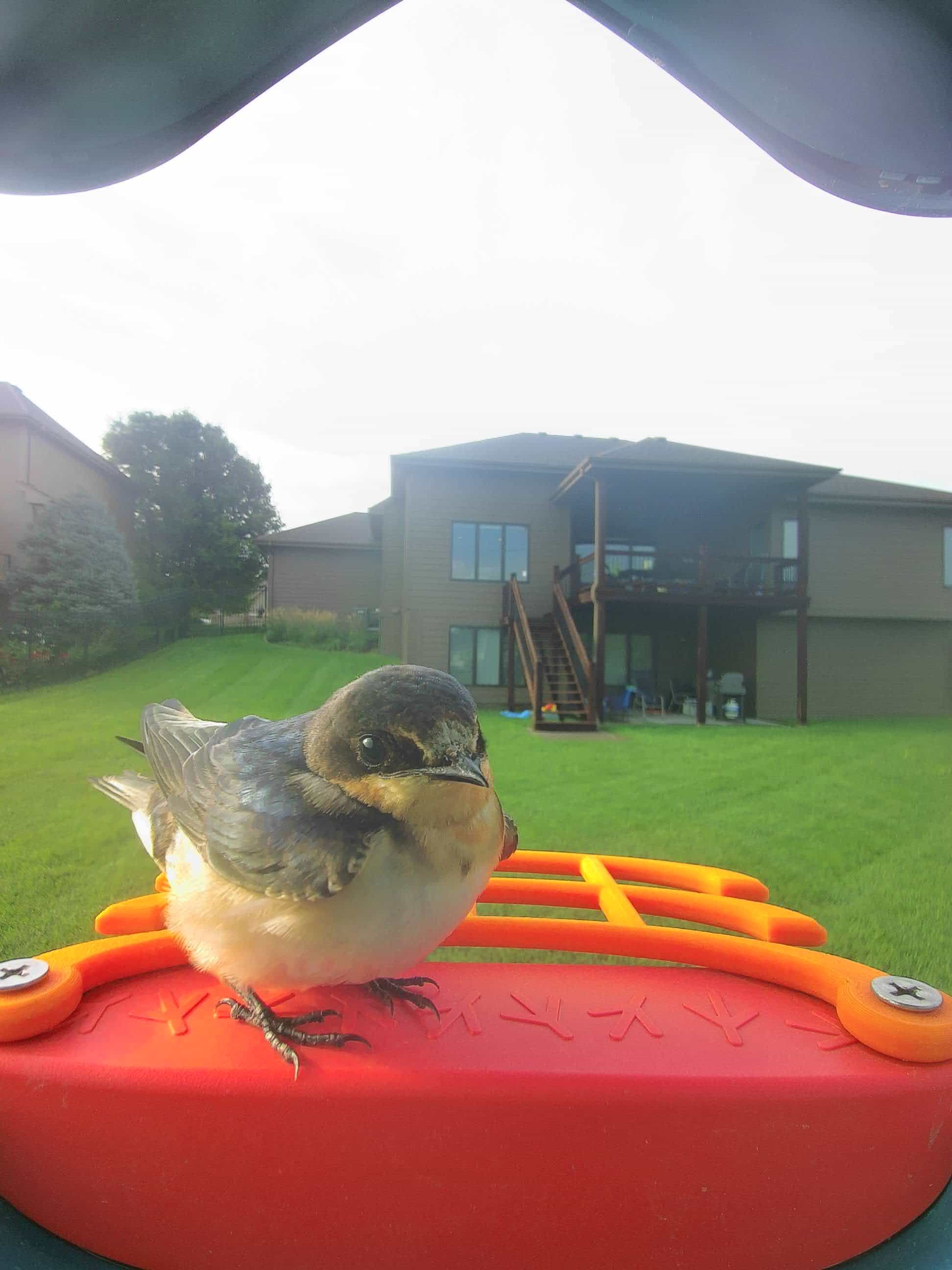 Barn Swallow, image size:1944x2592