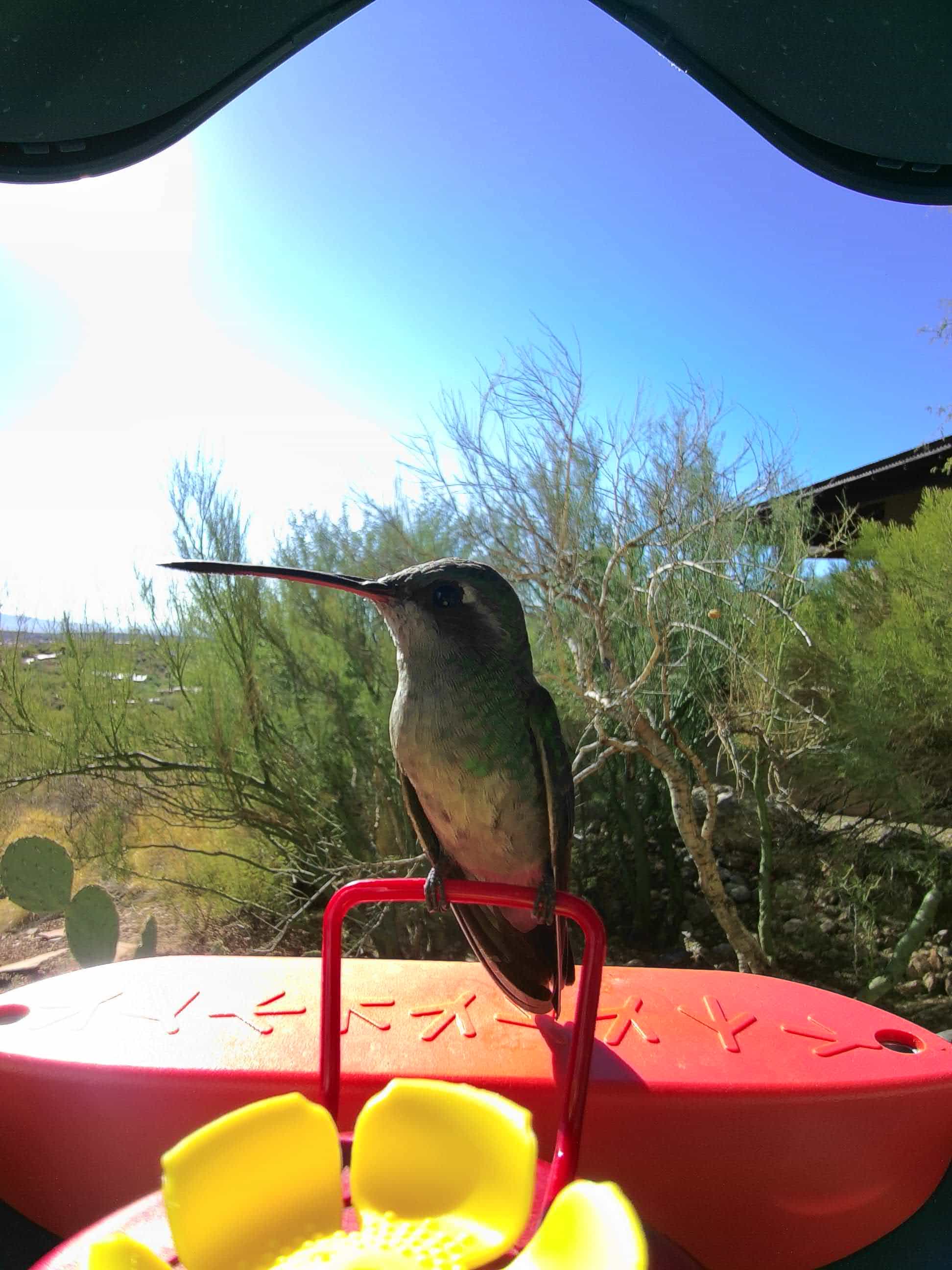 Praying mantis and hummingbird size each other up | Californ… | Flickr, image size:1944x2592