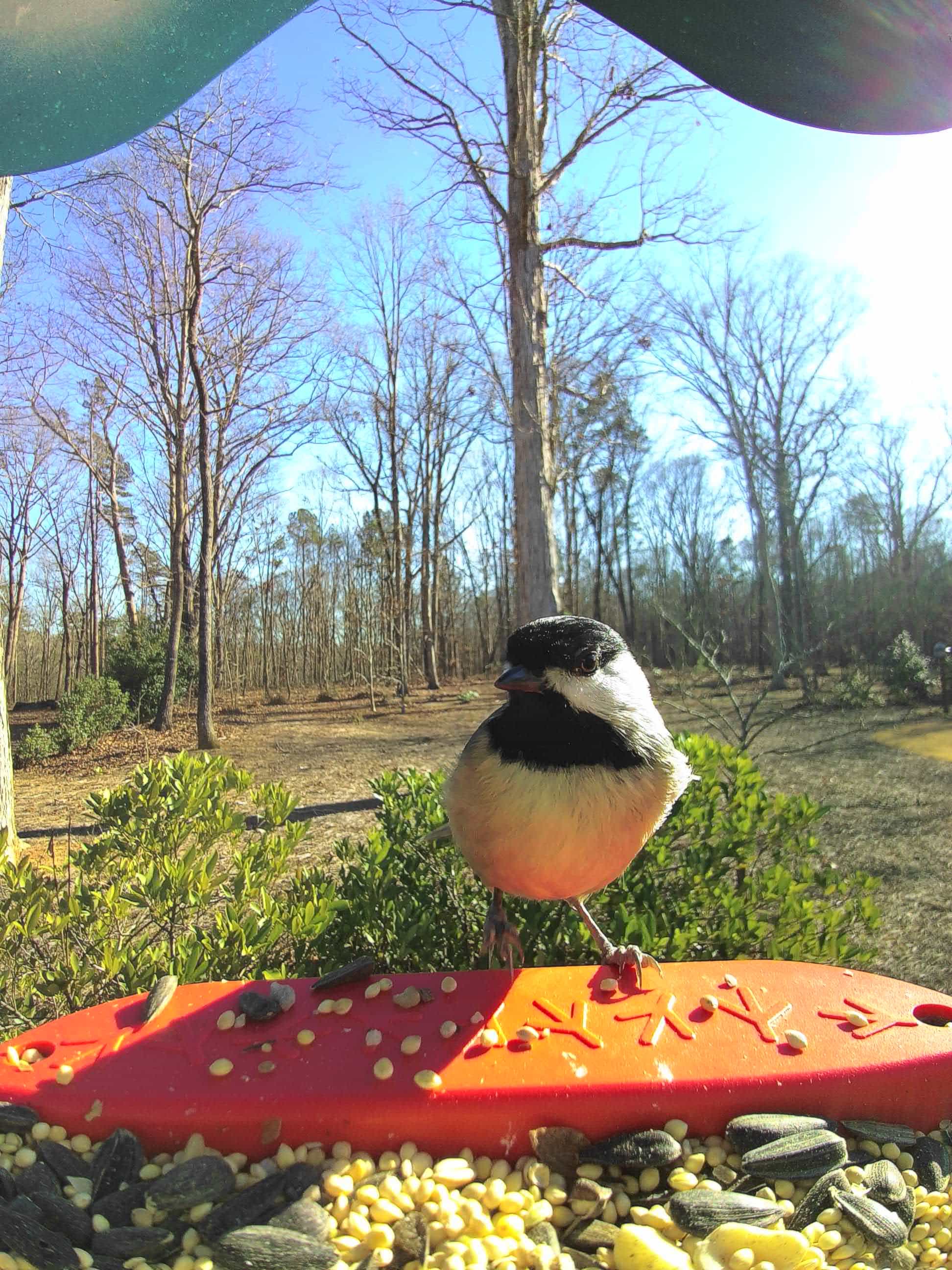 Casette Di Legno Per Uccellini Odelli, Prezzi E Offerte - Foto 4