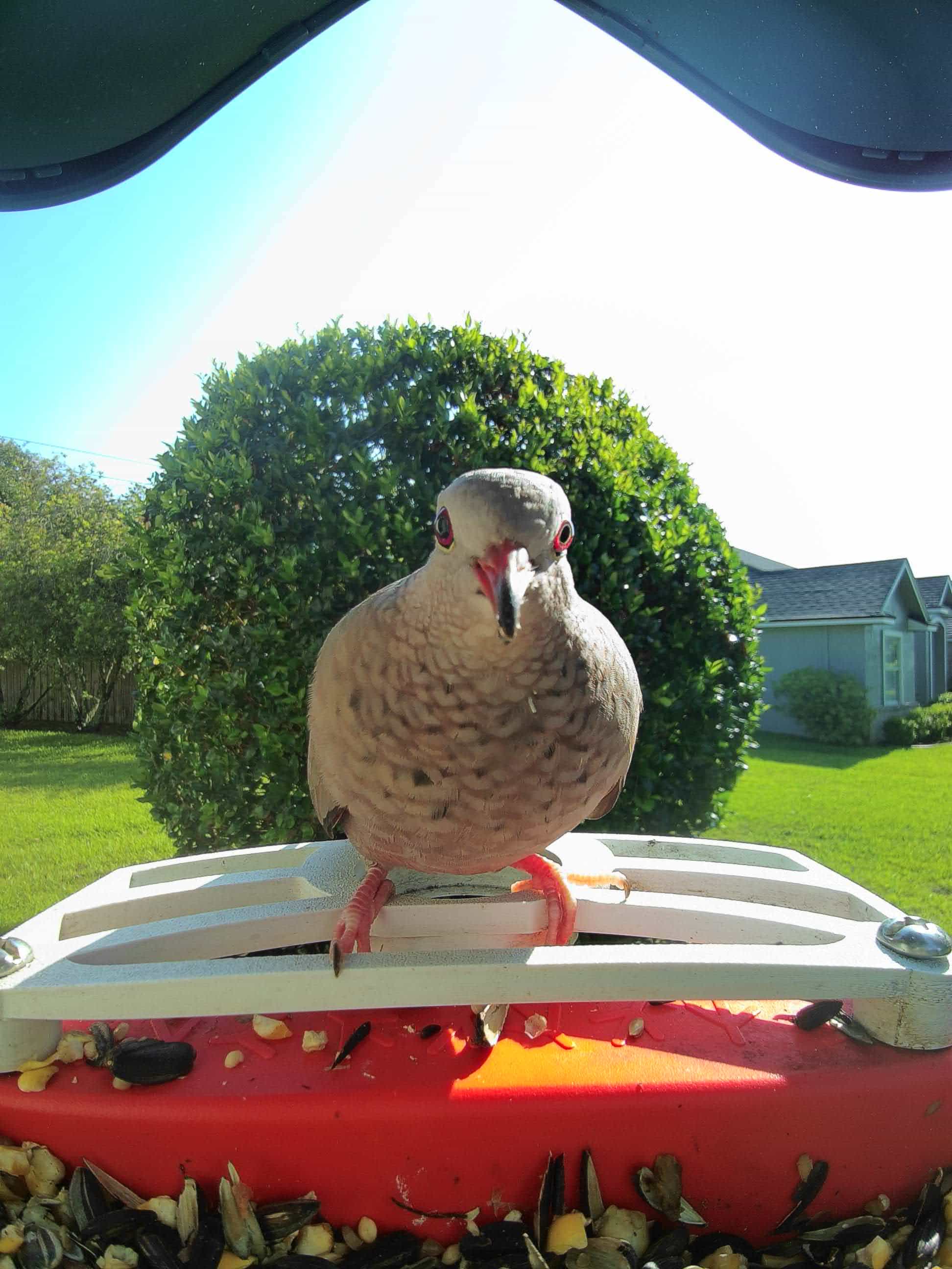 What Kind of Bird Feeder Do Doves Like: Ultimate Guide for Attracting Them