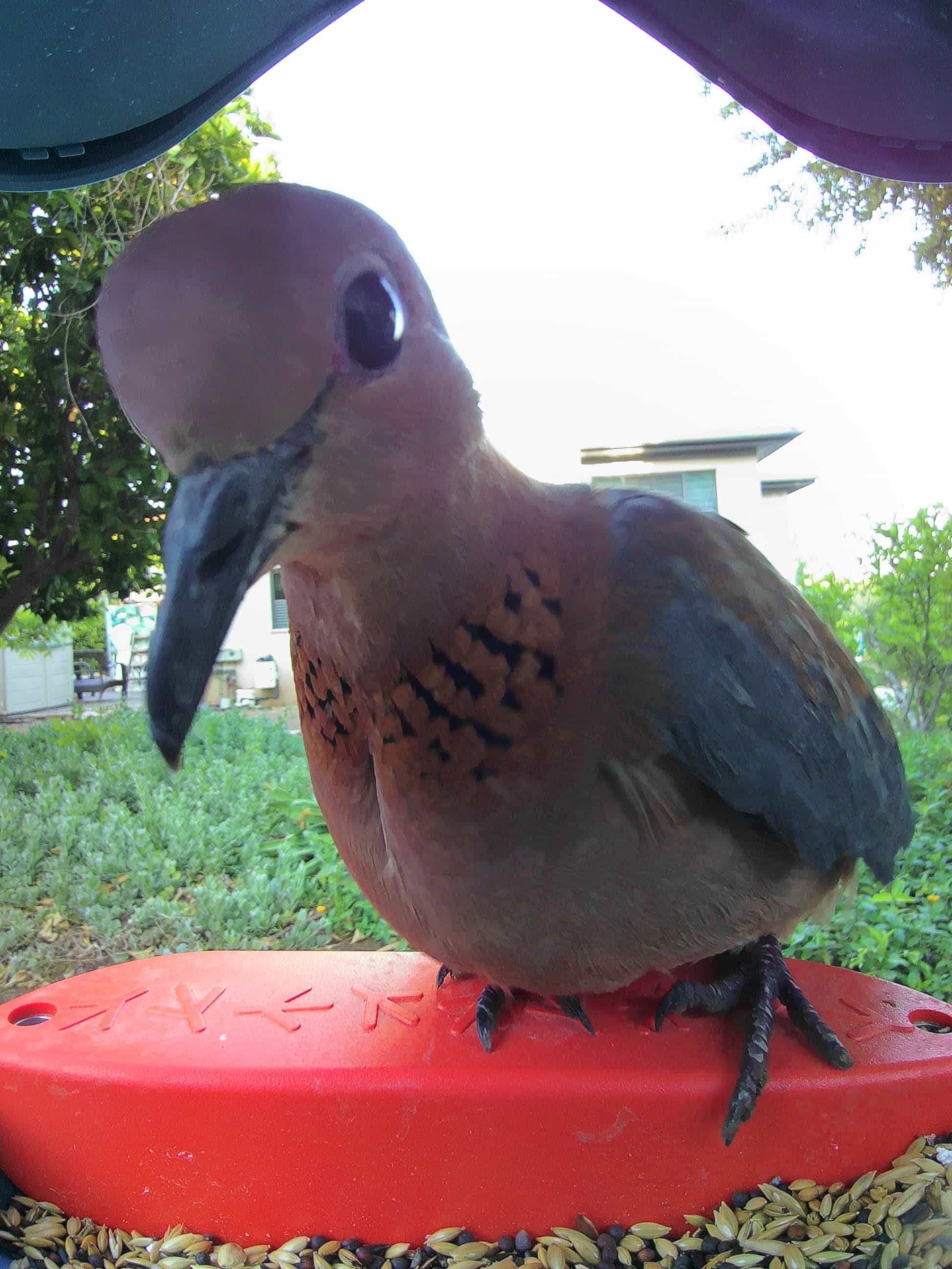 Laughing Turtle Dove Call