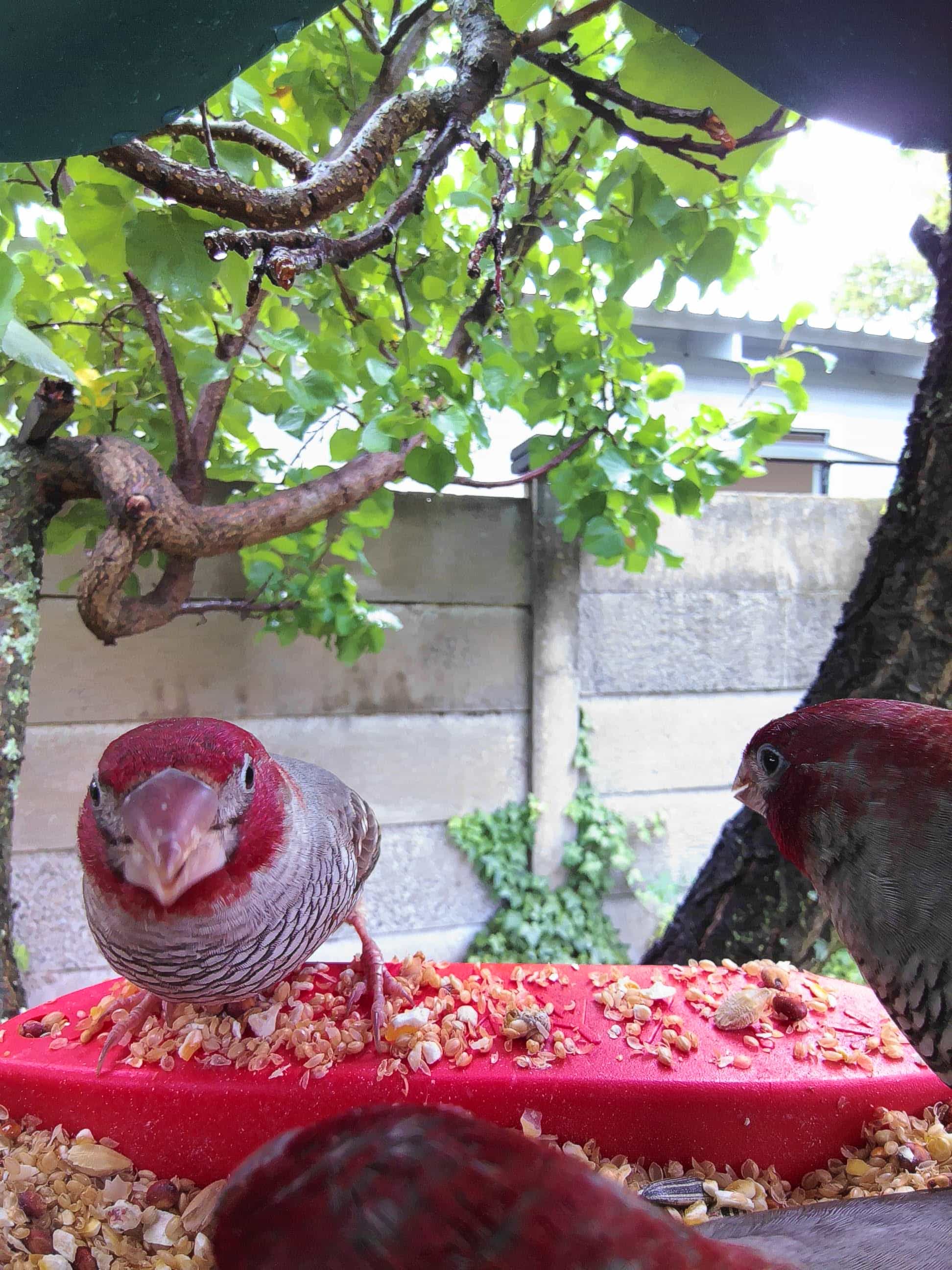 How to Care for a Finch Bird: Essential Tips for Happy Pets