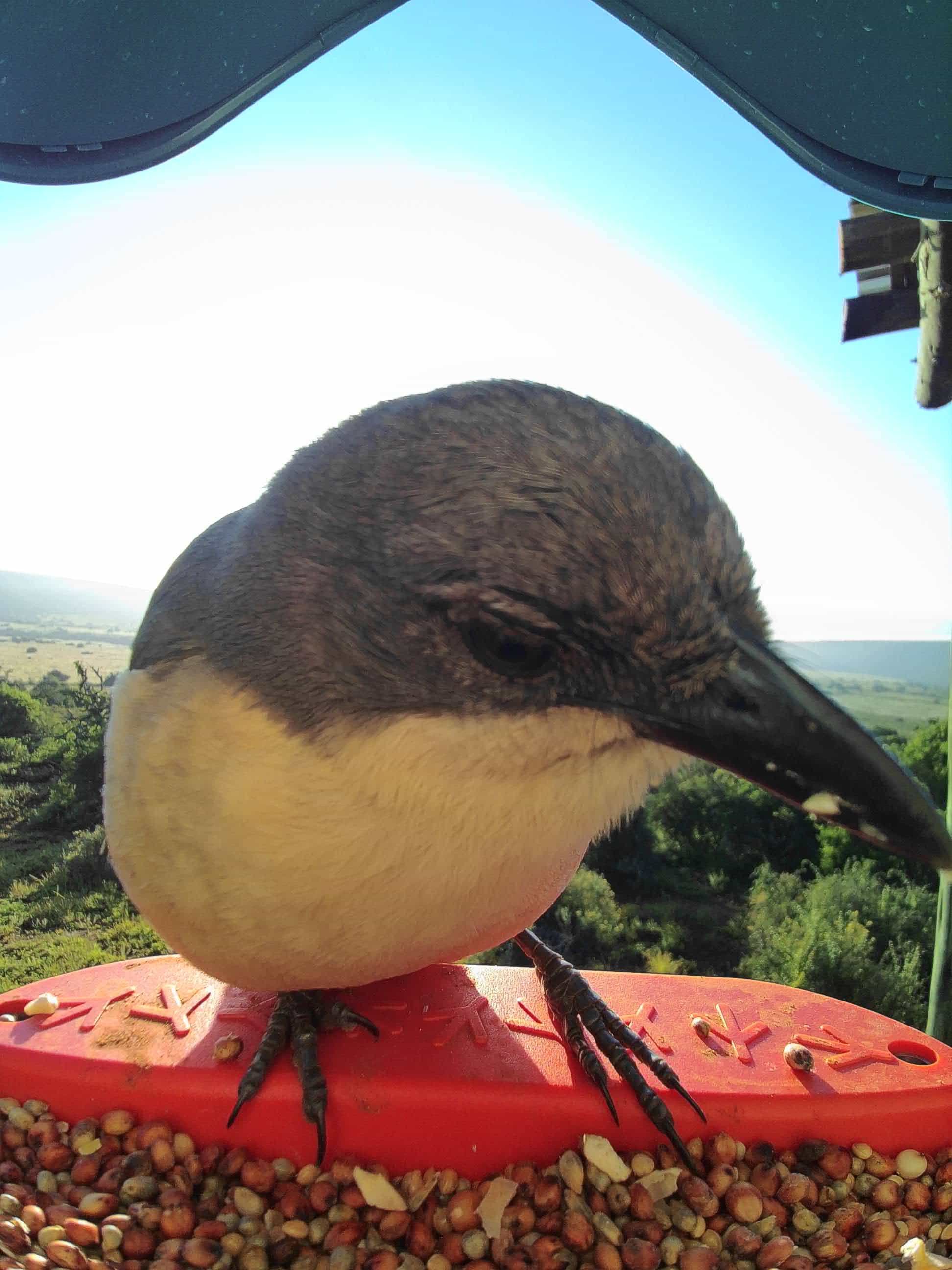 What Do You Feed a Baby Butcher Bird: Essential Diet Tips
